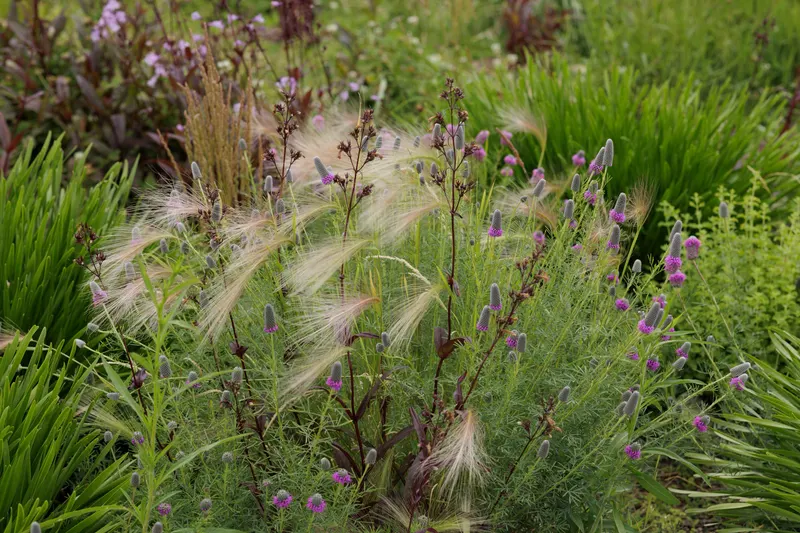 Norweta housing native plantings site design group